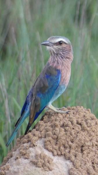 Lilac breasted Roller.jpg